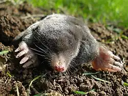 Taupe d'EuropeTalpa europaeaTalpidae