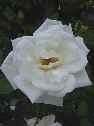 Image illustrative de l’article Mrs Herbert Stevens