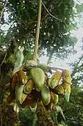 Inflorescence de Mucuna urens au Costa Rica