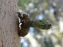 1re&nbsp;étape de la mue - la cigale sort de sa carapace (11h00)