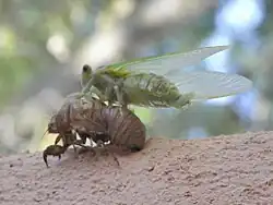 2e&nbsp;étape de la mue - la cigale est sortie et a déployé ses ailes (11h20)