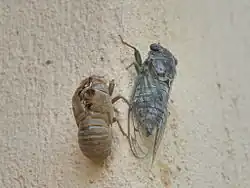 4e&nbsp;étape de la mue - la cigale est sortie (couleur grise) (14h30)