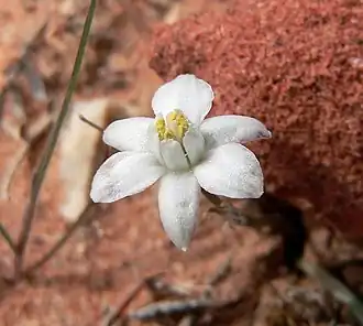 Description de l'image Muilla coronata 2.jpg.