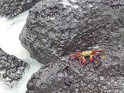 Crabe Grapsus grapsus à Tortuga Bay.