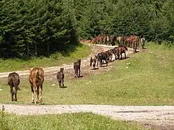 Des chevaux en file indienne vus de dos avancent en s'éloignant dans la montagne.
