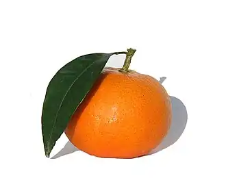 Image illustrative de l’article Murcott (tangor)