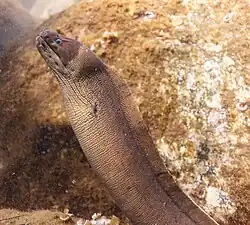 Gymnothorax unicolor (Anguilliformes).