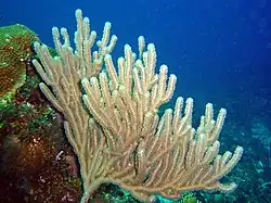 Muricea elongata, un Plexauridae.