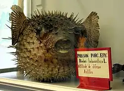 Spécimen naturalisé du Muséum d'histoire naturelle de Dijon, Dijon, France