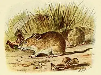 Description de l'image Mus spicilegus.jpg.