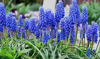 Muscari armeniacum