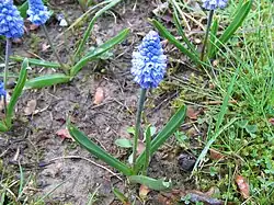 Muscari azureum