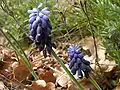 Muscari à grappe