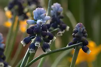 Muscari sivrihisardaghlarensis
