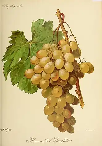 Muscat d'Alexandrie