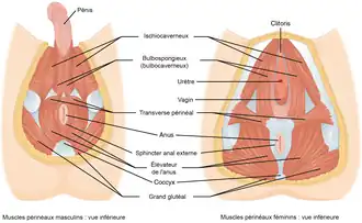 Muscles dans la région du périnée.