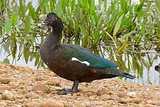 Description de cette image, également commentée ci-après