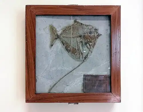 Fossile provenant du Monte Bolca de Mene rhombea, espèce éteinte de poissons.