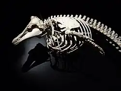 museum d'histoires naturelles Le Havre squelette de dauphin