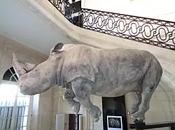 museum d'histoires naturelles Le Havre Rhinocéros