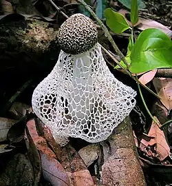 Indusie de Phallus indusiatus