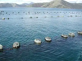 Élevage de moules en Nouvelle-Zélande, des balises flottantes portant des cordes à la surface de l'eau, avec une terre montagneuse en arrière plan.