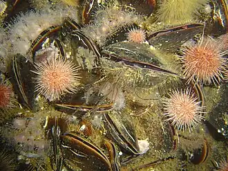 Choromytilus meridionalis