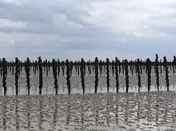 Alignement de pieux en bois recouverts de moules à marée basse.