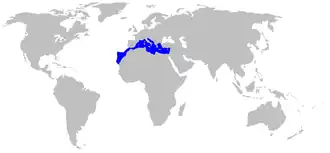 Description de l'image Mustelus punctulatus distmap.png.