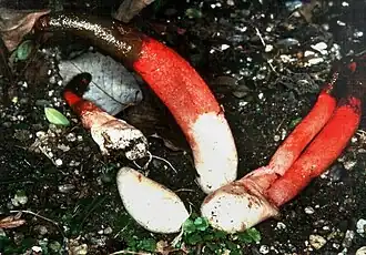 Description de cette image, également commentée ci-après