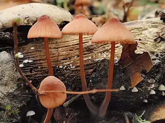 Quatre Mycena californiensis brûnatres adossés à un tronc d'arbre