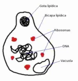 Description de l'image Mycopl.jpg.
