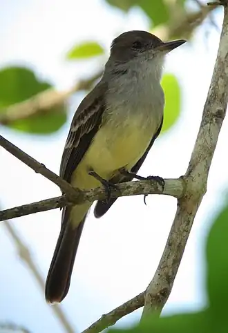 Description de l'image Myiarchus venezuelensis Atrapamoscas venezolano Venezuelan Flycatcher (6267398869).jpg.