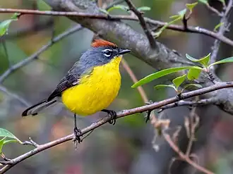 Description de l'image Myioborus brunniceps Brown-capped Redstart, San Javier, Córdoba, Argentina.jpg.