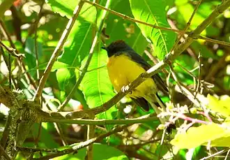 Sous-espèce à ventre jaune (Colombie).