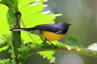 Sous-espèce à ventre jaune-orangé (Costa Rica).
