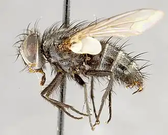 Description de l'image Myiopharus doryphorae02.jpg.