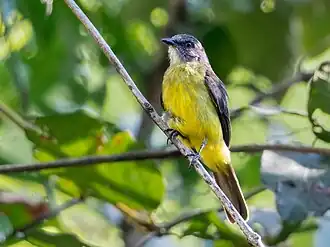 Description de cette image, également commentée ci-après