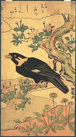 Oiseau Myna perché (vers 1770)Bibliothèque de l'université de Princeton