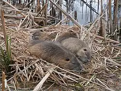 Parmi les roseaux, en Allemagne.