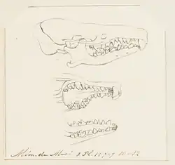 Trois dessins crayonnés en noir & blanc montrant un crâne de profil ainsi que des mâchoires supérieure et inférieure.