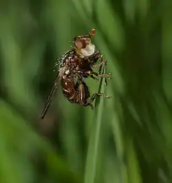 Myopa indétermminée