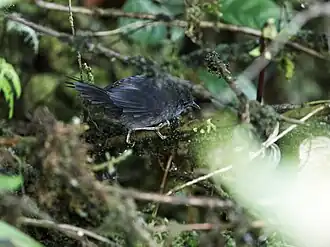 Description de cette image, également commentée ci-après