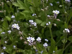 Myosotis cespiteux.