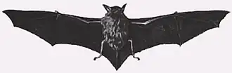 Description de l'image Myotis chiloensis.jpg.