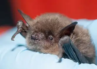 Description de l'image Myotis yumanensis (Yuma myotis) (11362476624).jpg.