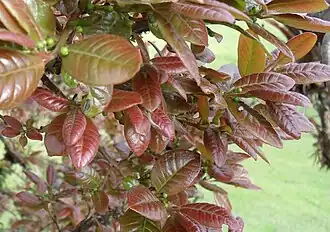 Description de cette image, également commentée ci-après