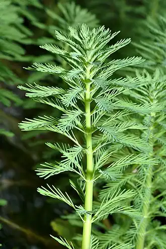 Myriophylle du Brésil