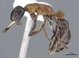 Description de l'image Myrmecia acuta casent0902811 p 1 high.jpg.