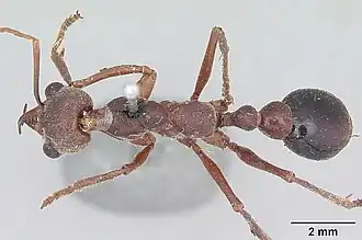 myrmecia